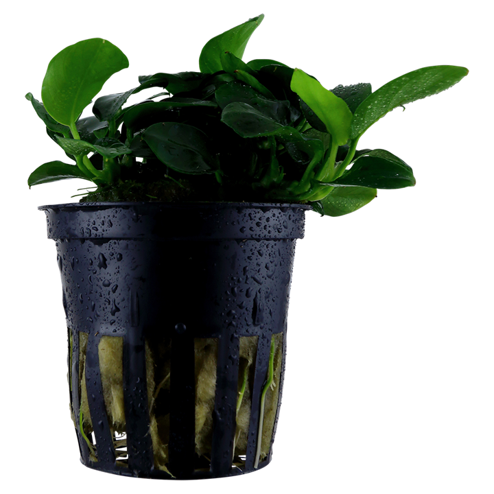 Tropica Anubias barteri 'Petite' im Topf
