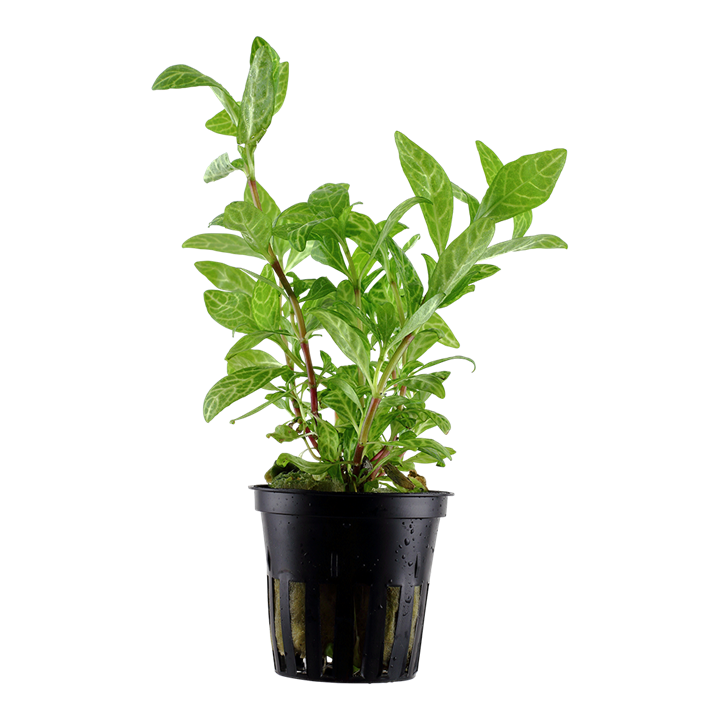 Tropica Hygrophila polysperma 'Rosanervig' potted