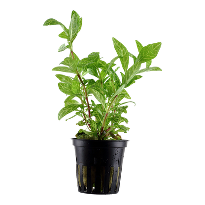 Tropica Hygrophila polysperma 'Rosanervig' potted