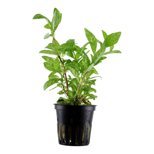 Tropica Hygrophila polysperma 'Rosanervig' im Topf