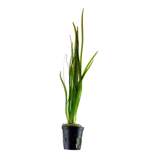 Tropica Vallisneria spiralis 'Tiger' im Topf