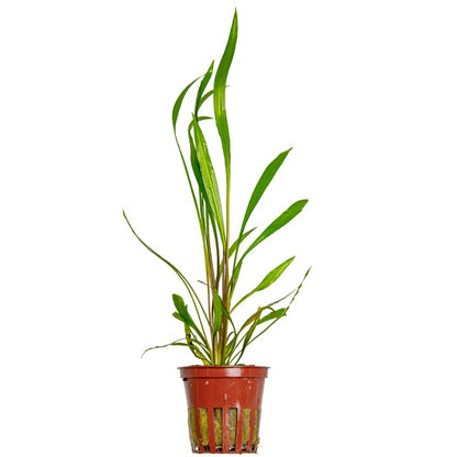 Tropica Cryptocoryne spiralis 'Red' – Topfpflanze