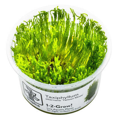 Tropica Taxiphyllum alternans 'Taiwan Moss' In Vitro