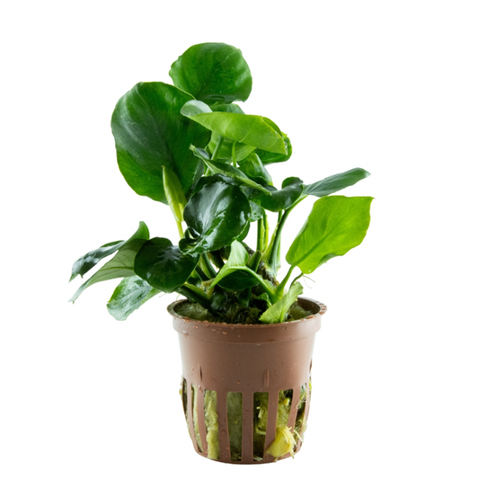 Tropica Anubias barteri ‘Coin Leaf’ en pot