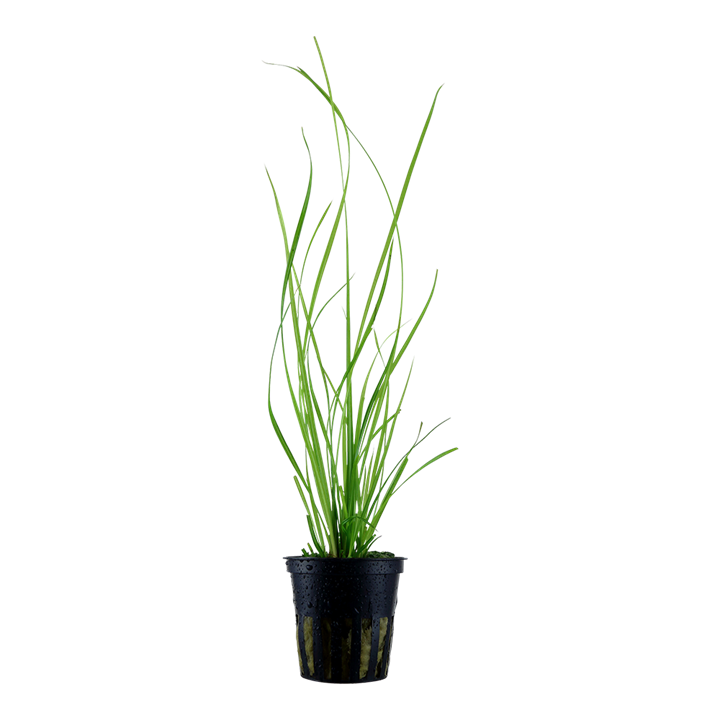 Tropica Cyperus helferi im Topf
