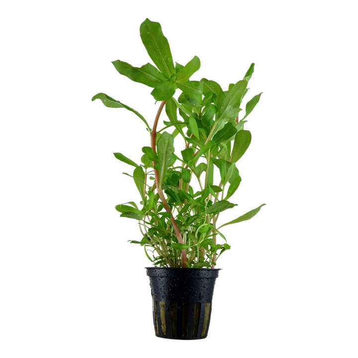 Tropica Ammannia crassicaulis im Topf