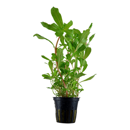 Tropica Ammannia crassicaulis en pot