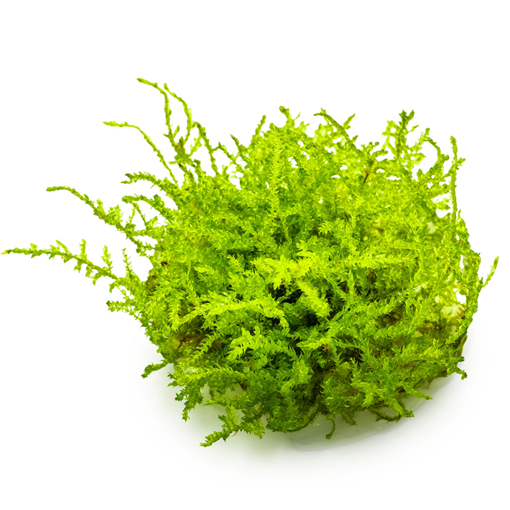Tropica Vesicularia montagnei 'Christmas Moss' In Vitro