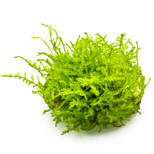 Tropica Vesicularia montagnei 'Christmas Moss' In Vitro