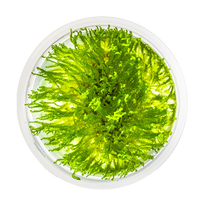 Tropica Taxiphyllum sp. 'Spiky Moss' In Vitro