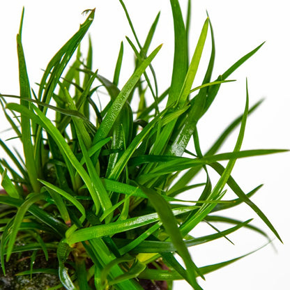 Tropica Eriocaulon sp. 'Vietnam' en pot