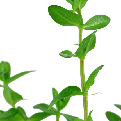 Tropica Bacopa caroliniana im Topf