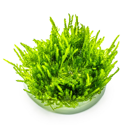 Tropica Vesicularia ferriei 'Weeping Moss' In Vitro
