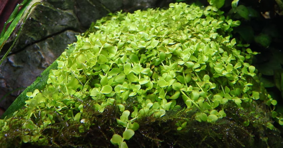 Tropica Micranthemum tweediei 'Monte Carlo' – Topfpflanze
