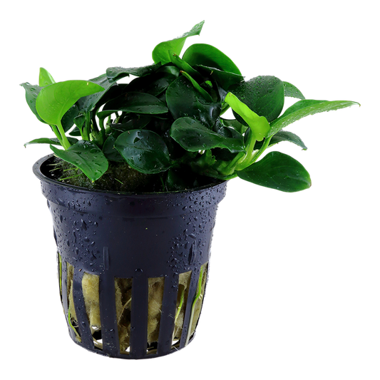 Tropica Anubias barteri 'Petite' en pot