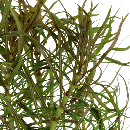 Tropica Pogostemon stellatus – Topfpflanze