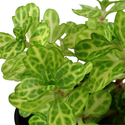 Tropica Shinnersia rivularis 'Weiss-Grün' – Topfpflanze