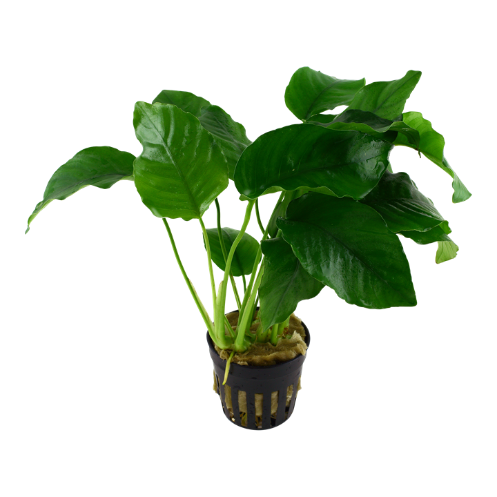Tropica Anubias barteri var. barteri en pot