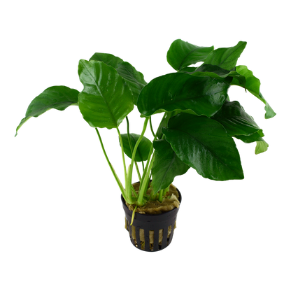 Tropica Anubias barteri var. barteri en pot