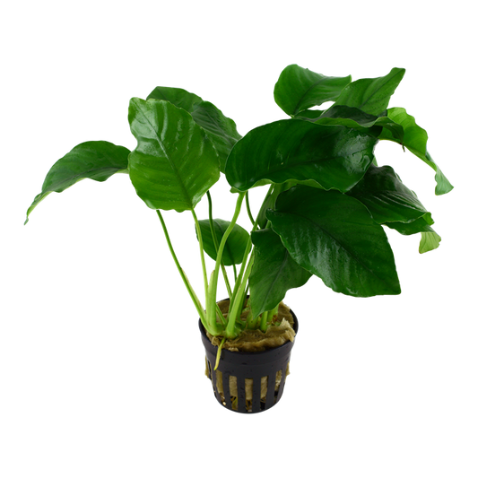 Tropica Anubias barteri var. barteri en pot