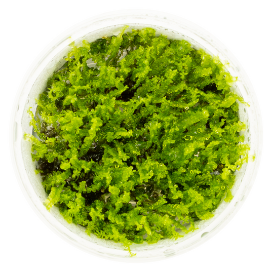 Tropica Solenostoma tetragonum 'Pearl Moss' In Vitro