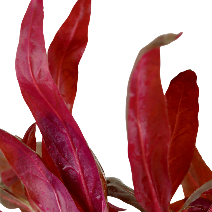 Alternanthera reineckii 'Pink' Tropica en pot