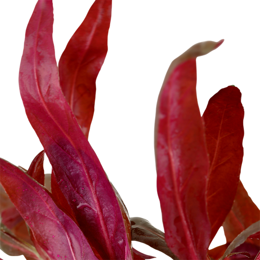 Tropica Alternanthera reineckii 'Pink' im Topf