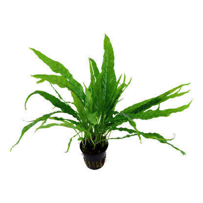 Tropica Microsorum pteropus – Topfpflanze