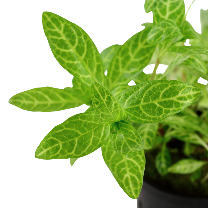 Tropica Hygrophila polysperma 'Rosanervig' potted
