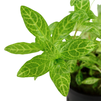 Tropica Hygrophila polysperma 'Rosanervig' potted