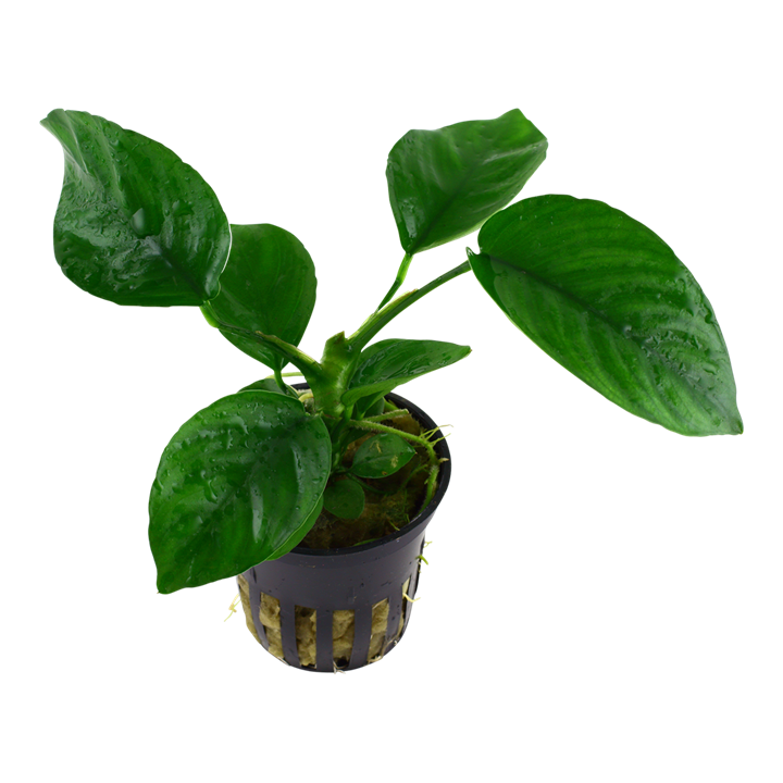 Tropica Anubias barteri caladiifolia Potted
