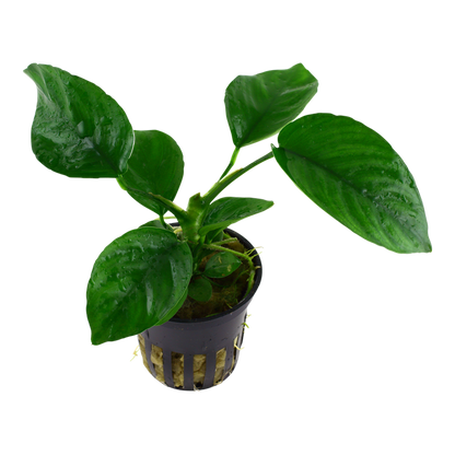 Tropica Anubias barteri caladiifolia Potted