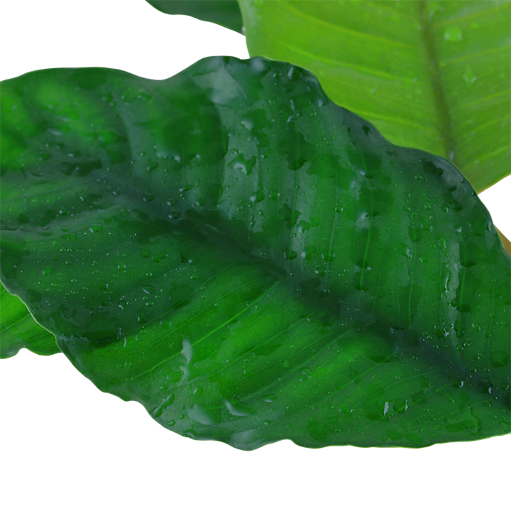 Tropica Anubias barteri var. coffeifolia im Topf