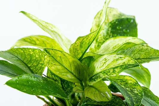 Tropica Anubias barteri Nana Pinto im Topf