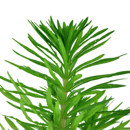 Tropica Pogostemon deccanensis – Topfpflanze