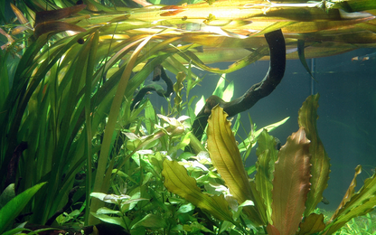 Tropica Vallisneria 'Gigantea' – Topfpflanze