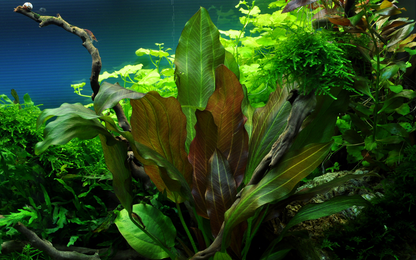 Tropica Echinodorus 'Reni' – Topfpflanze