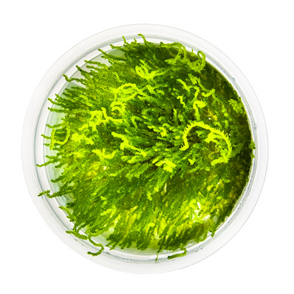 Tropica Taxiphyllum sp. ’Flame Moss’ In Vitro