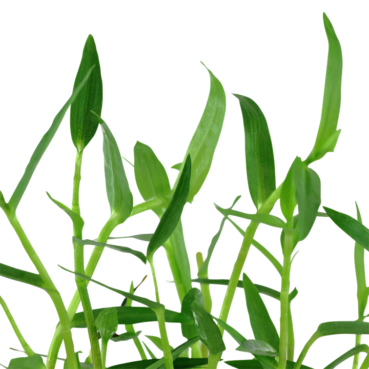 Tropica Murdannia keisak – Topfpflanze