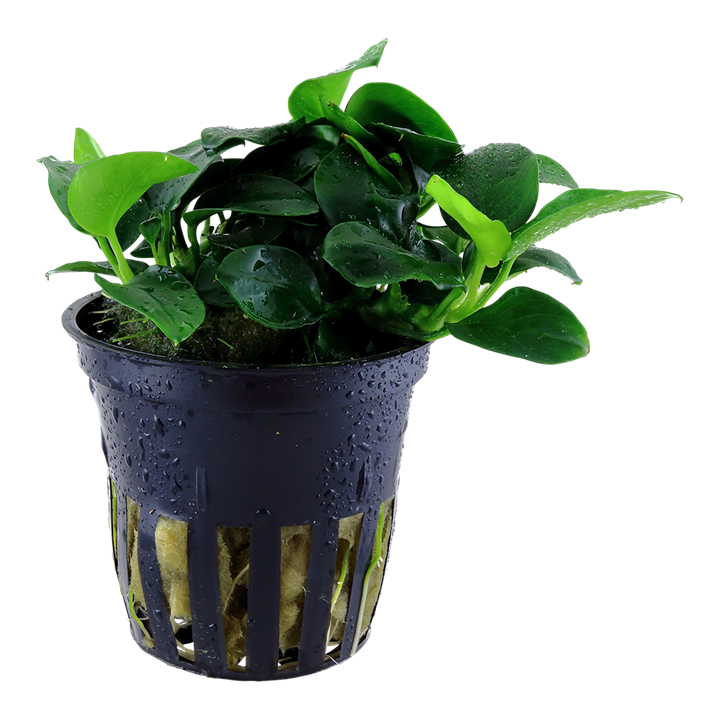 Tropica Anubias barteri 'Petite' – Topfpflanze