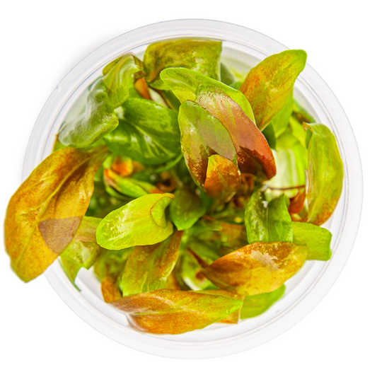 Tropica Lysimachia parvifolia ‘Red’ In Vitro
