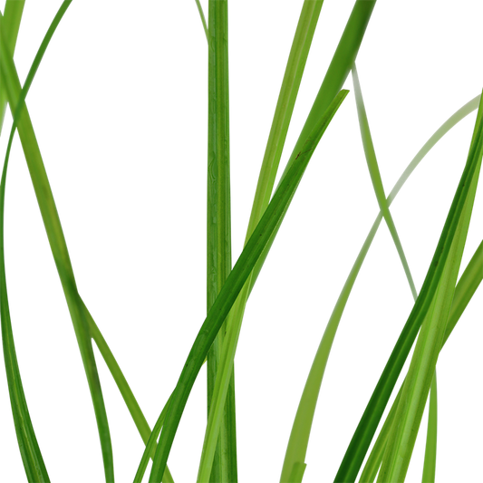 Tropica Cyperus helferi im Topf