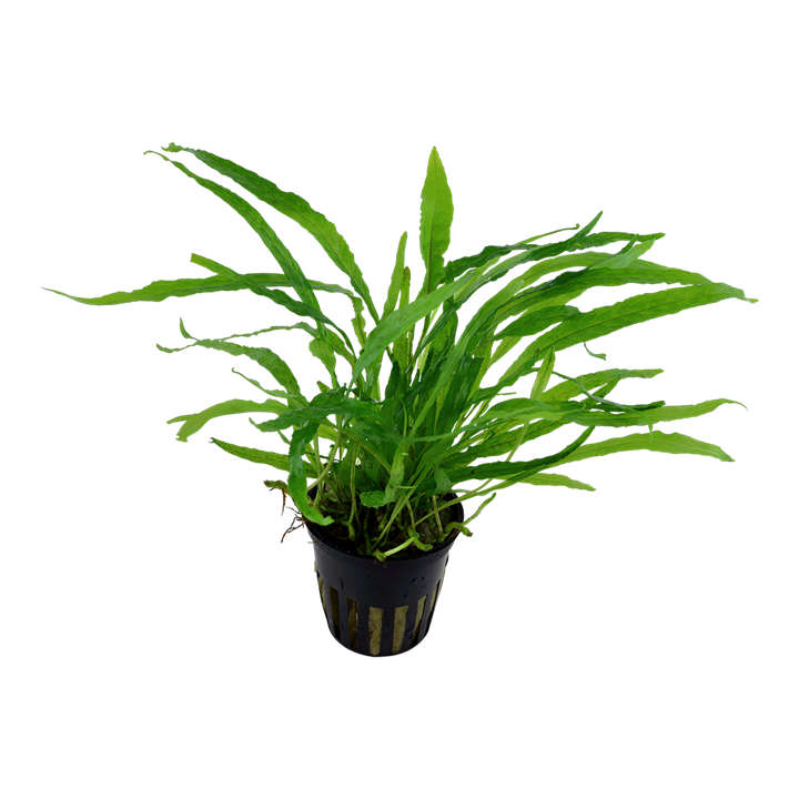 Tropica Microsorum pteropus 'Narrow' – Topfpflanze