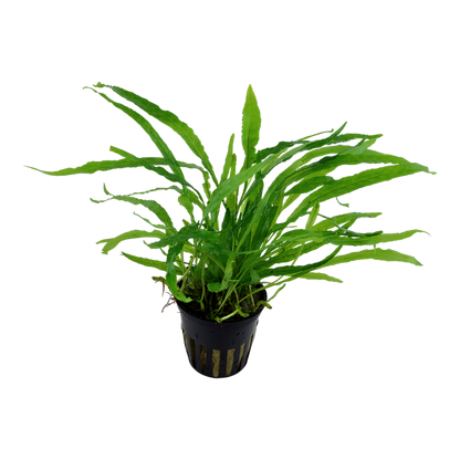 Tropica Microsorum pteropus 'Narrow' – Topfpflanze