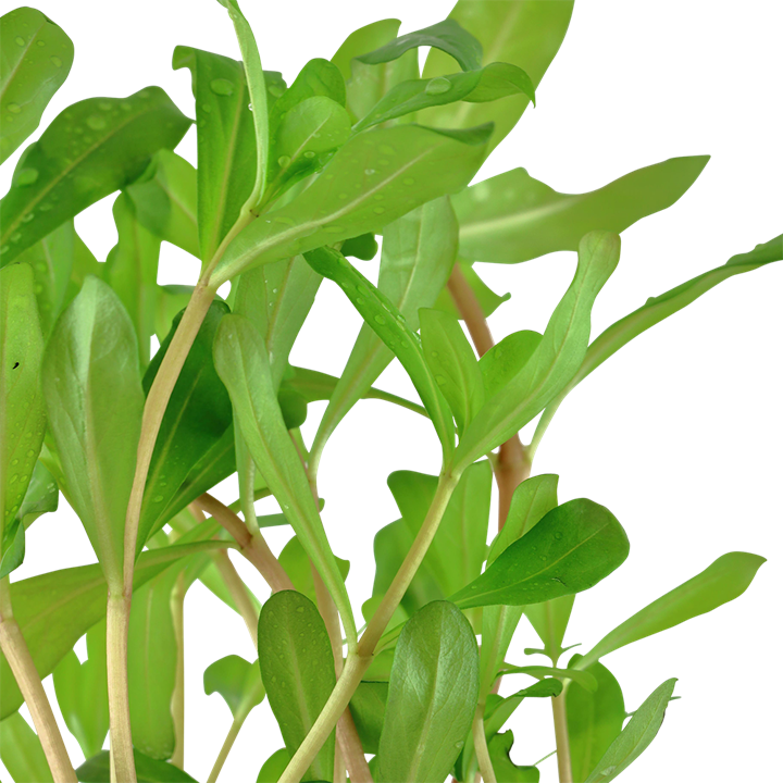 Tropica Ammannia crassicaulis im Topf