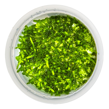 Tropica Vesicularia ferriei 'Weeping Moss' In Vitro