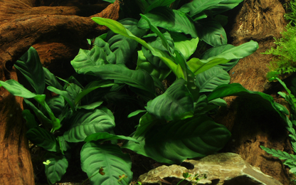 Tropica Anubias barteri var. 'Coffeifolia' – Topfpflanze