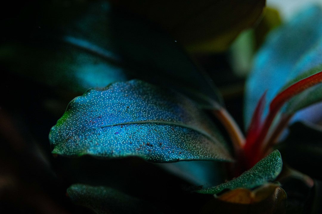 Tropica Bucephalandra sordidula 'Blue' – Topfpflanze
