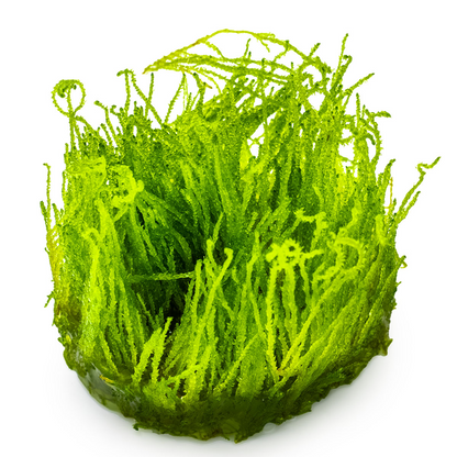 Tropica Taxiphyllum sp. ’Flame Moss’ In Vitro