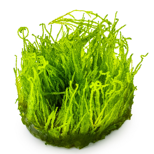 Tropica Taxiphyllum sp. ’Flame Moss’ In Vitro